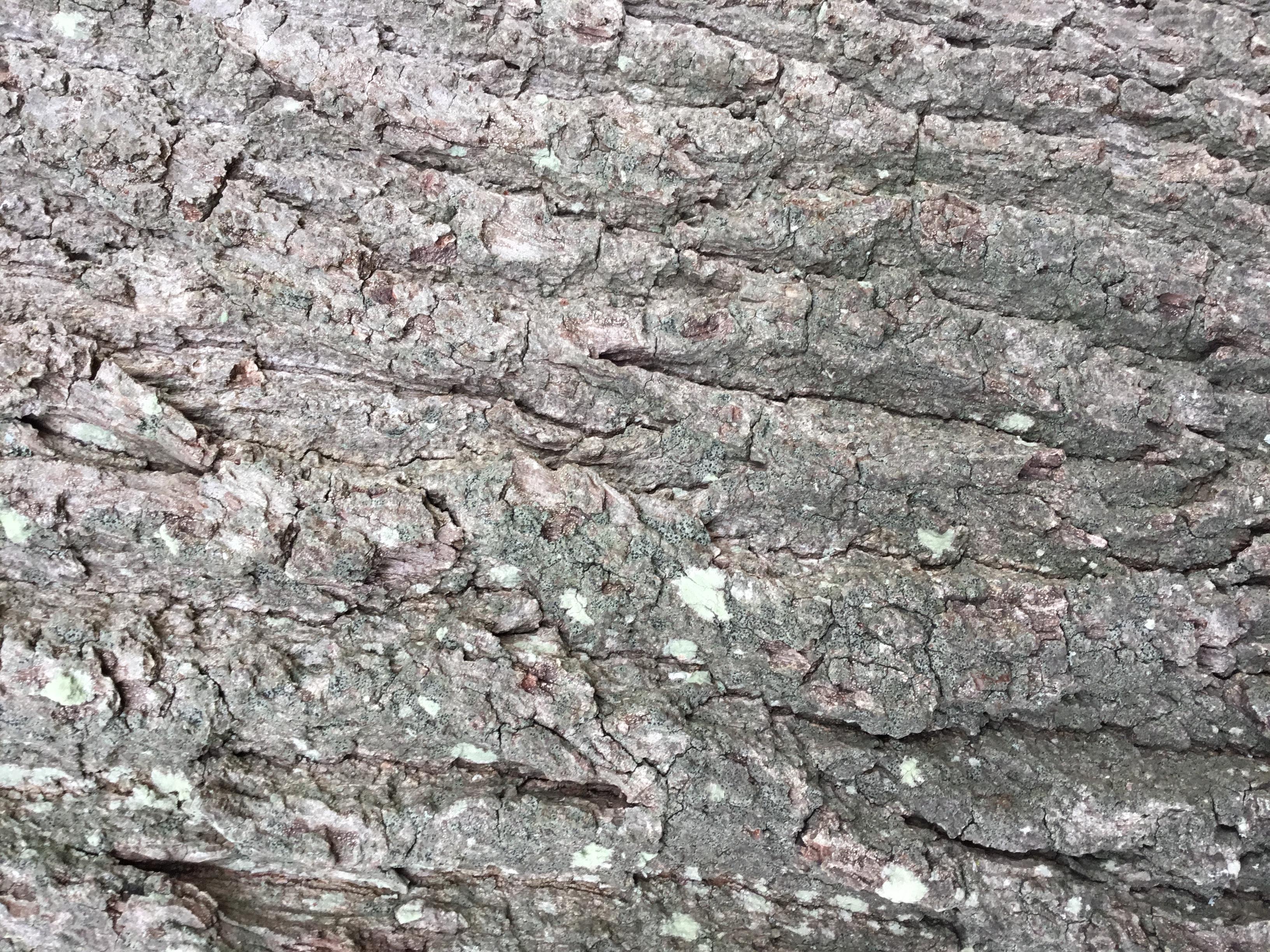 Bark 